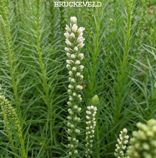 Liatris spicata 'Floristan Weiss'