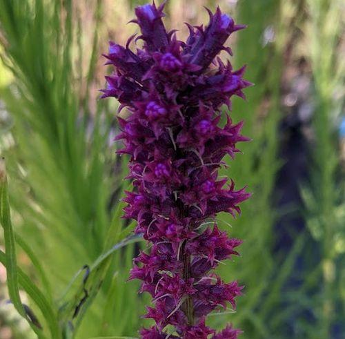 Liatris spicata 'Floristan Violet'