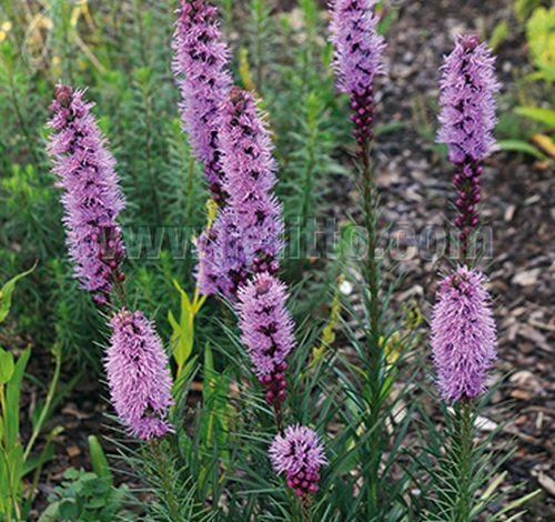 Liatris spicata 'Floristan Violet'