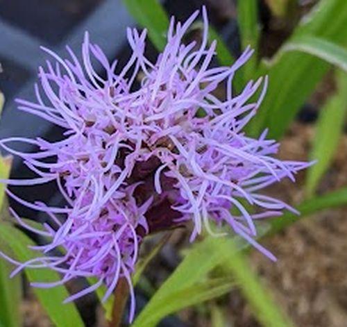 Liatris spicata 'Kobold'