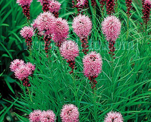 Liatris spicata 'Kobold'