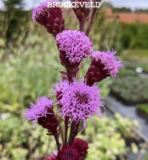 Liatris ligulistylis