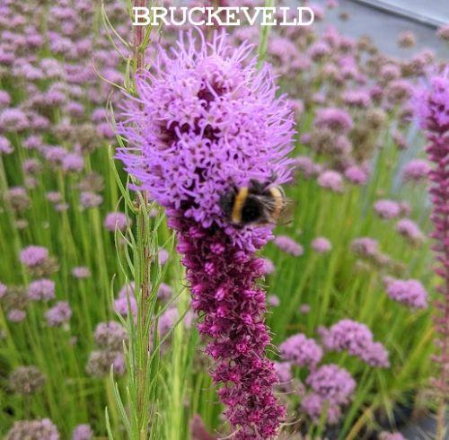 Liatris pycnostachya