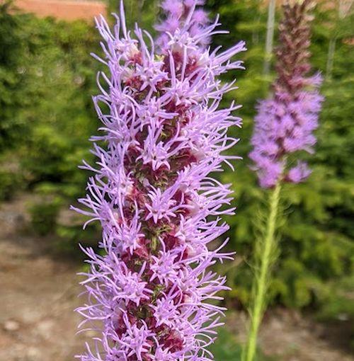 Liatris spicata