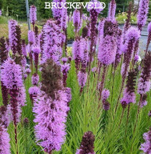 Liatris spicata