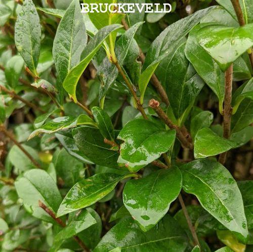 Ligustrum ovalifolium