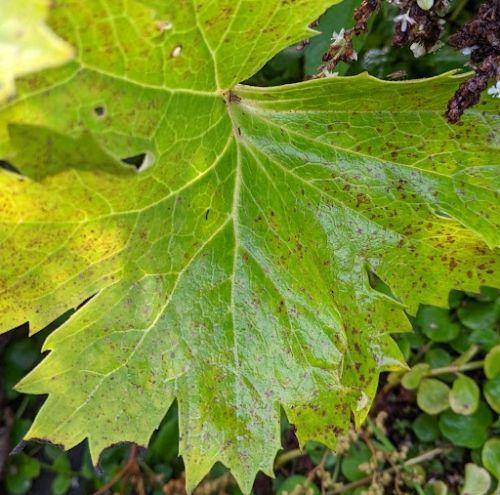 Ligularia palmatiloba