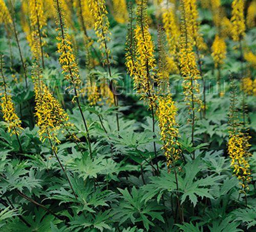 Ligularia przewalskii