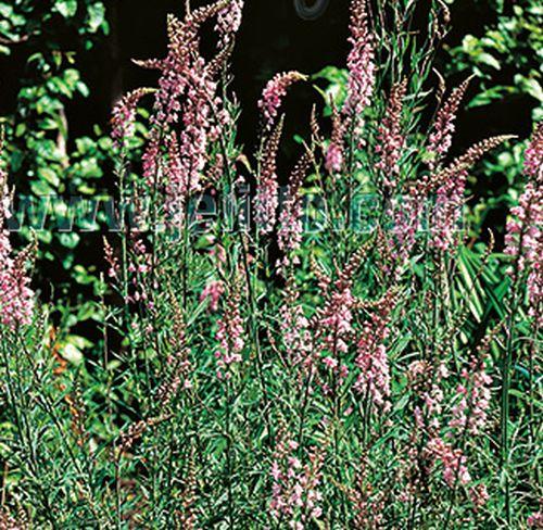 Linaria purpurea 'Canon J.Went'