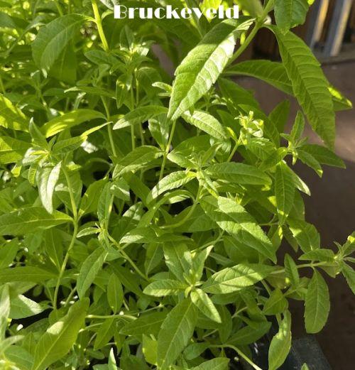 Lippia citriodora citroenverbena