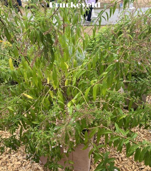 Lippia citriodora citroenverbena