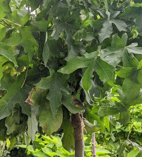 Liquidambar sty. 'Gum Ball'