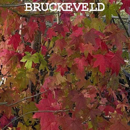 Liquidambar styraciflua