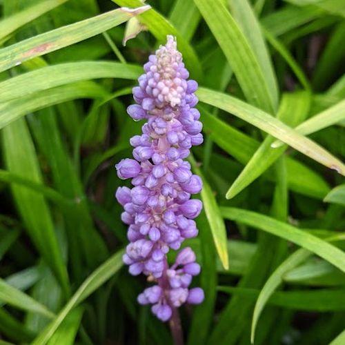Liriope muscari 'Amethyst'
