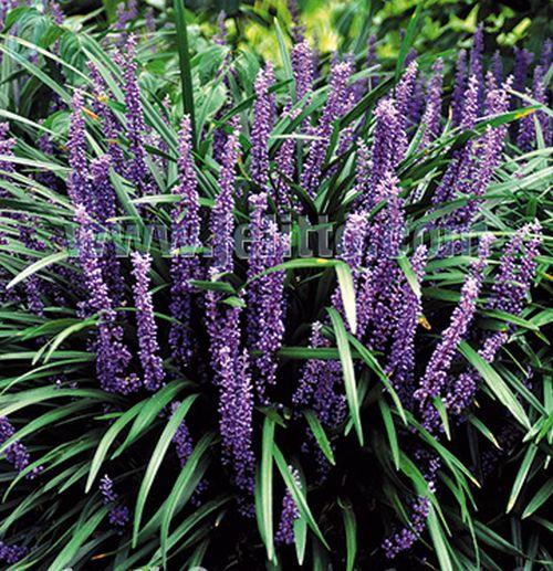 Liriope muscari 'Big Blue'