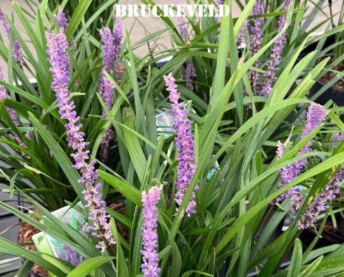Liriope muscari 'Big Blue'