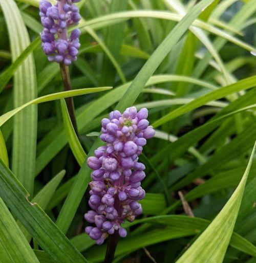 Liriope muscari