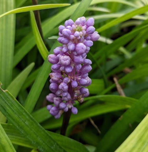 Liriope muscari