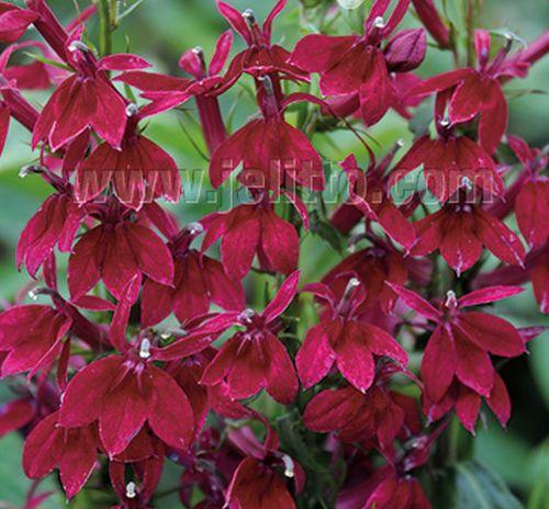 Lobelia spec. 'Starship Burgundy'