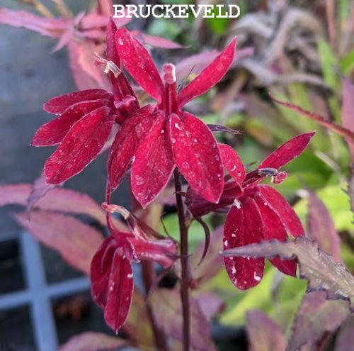 Lobelia spec. 'Starship Burgundy'