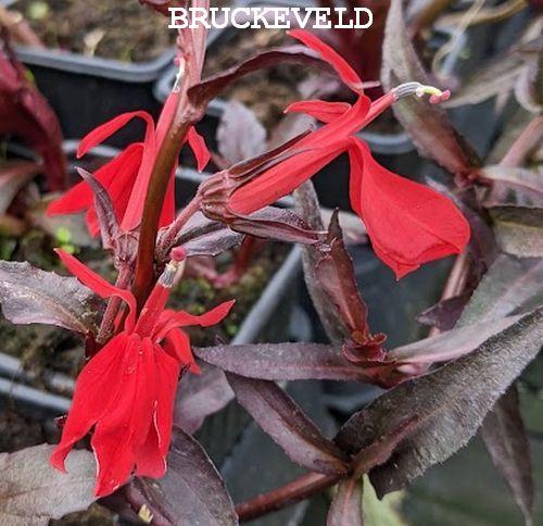 Lobelia cardinalis 'Queen Victoria' (Elmfeuer)