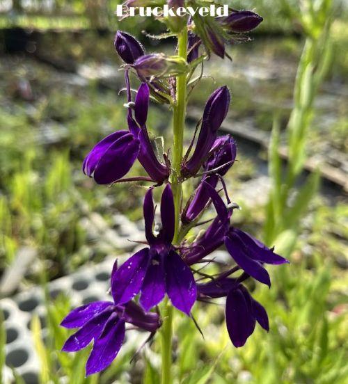 Lobelia spec. 'Starship Blue'
