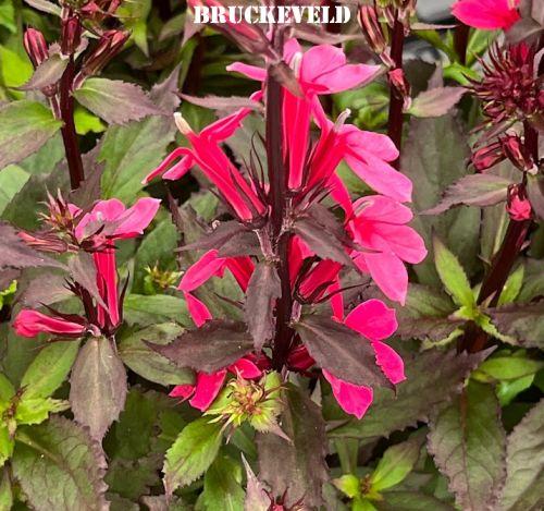 Lobelia spec. 'Starship Pink'