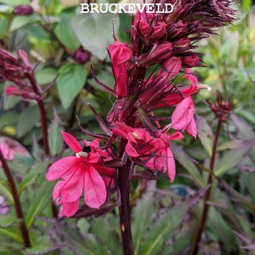 Lobelia spec. 'Starship Pink'