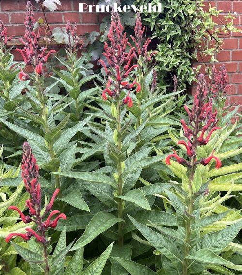 Lobelia tupa