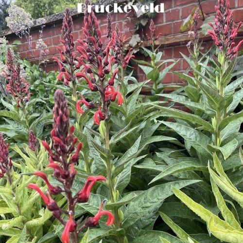 Lobelia tupa