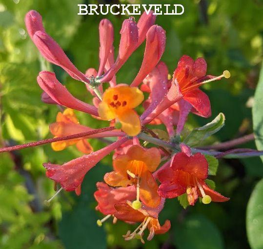 Lonicera bro. 'Dropmore Scarlet'
