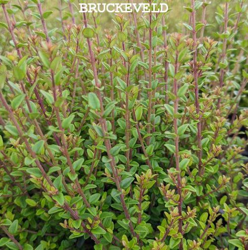 Lonicera cra. 'Little Honey'