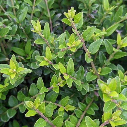 Lonicera nitida 'Maigrun'