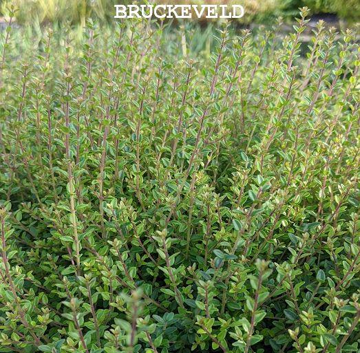 Lonicera nitida 'Scoop' (chalons)