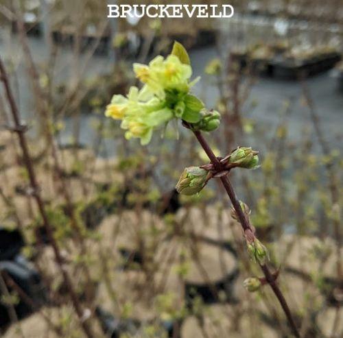 Lonicera cae. 'Siniczka'