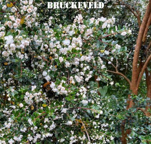 Luma apiculata (Myrtus luma)