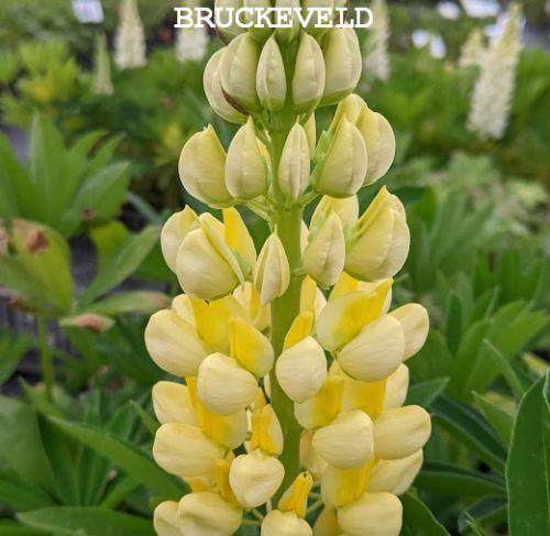 Lupinus 'Chandelier' (Kronleuchter)