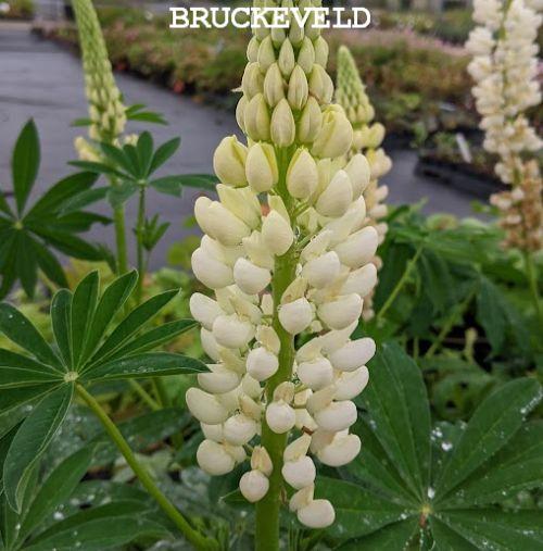 Lupinus 'Fräulein' (Noble Maiden)