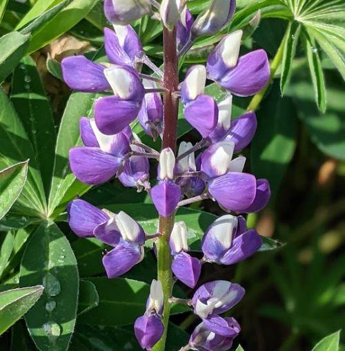 Lupinus 'The Governor'(Kastellan)