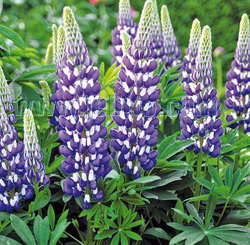 Lupinus 'The Governor'(Kastellan)