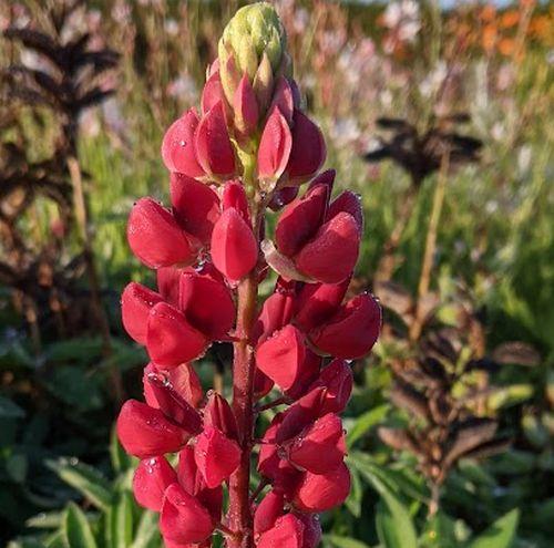 Lupinus 'The Pages' (Edelknape)