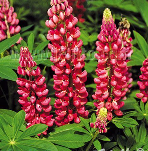 Lupinus 'The Pages' (Edelknape)