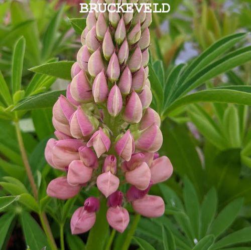 Lupinus 'Gallery Pink'