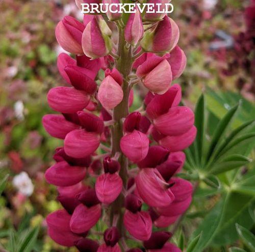 Lupinus 'Gallery Red'
