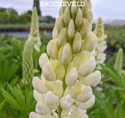 Lupinus 'Gallery White'