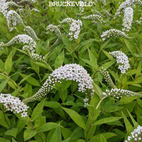 Lysimachia clethroides