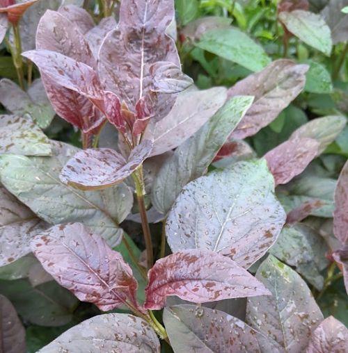 Lysimachia ciliata 'Firecracker'