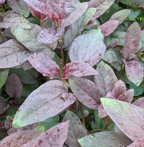 Lysimachia ciliata 'Firecracker'