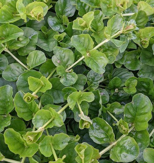 Lysimachia nummelaria