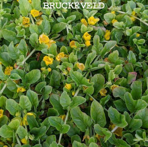 Lysimachia nummelaria